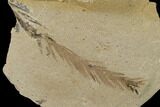 Dawn Redwood (Metasequoia) Fossil - Montana #135734-1